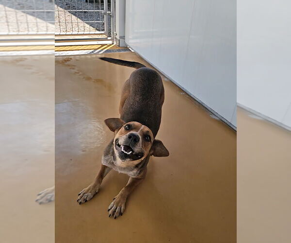 Medium Photo #4 Beagle-Unknown Mix Puppy For Sale in Elmsford, NY, USA