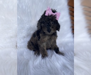 Goldendoodle-Poodle (Toy) Mix Puppy for sale in BEECH GROVE, IN, USA