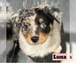 Small Photo #27 Australian Shepherd Puppy For Sale in NEW BRAUNFELS, TX, USA