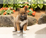 Small #2 Shiba Inu