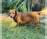 Small #5 Dachshund