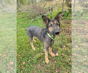 Paul Mccartney - Male German Shepherd Dog Dog for Adoption - Photo #2