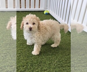 Poochon Puppy for sale in BERKLEY, MI, USA