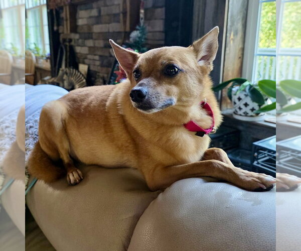 Medium Photo #3 Chihuahua-Finnish Spitz Mix Puppy For Sale in Batavia, OH, USA