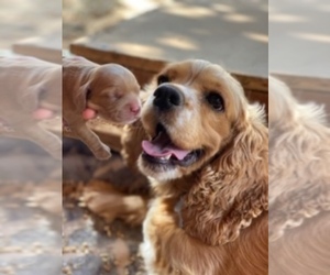 Cocker Spaniel Puppy for sale in OREGON CITY, OR, USA
