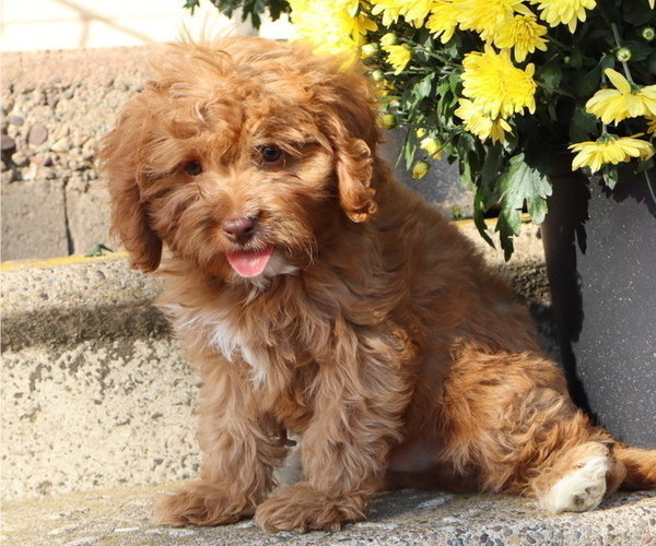 Medium Photo #28 Cavapoo Puppy For Sale in THORP, WI, USA