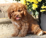 Small Photo #28 Cavapoo Puppy For Sale in THORP, WI, USA