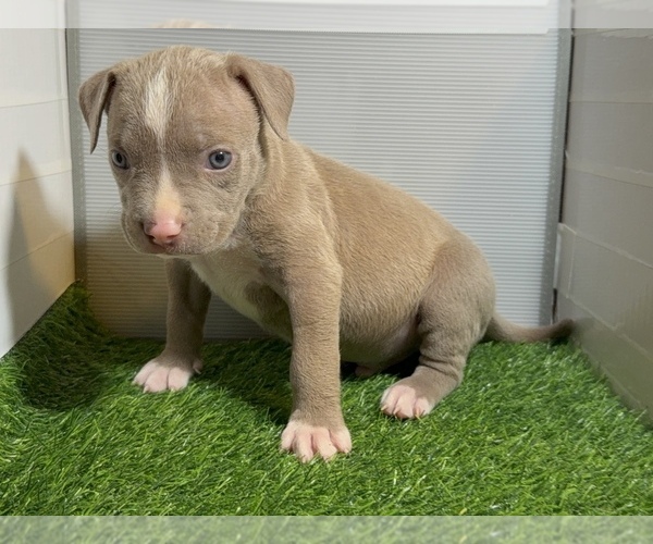 Medium Photo #10 American Bully Puppy For Sale in PERRIS, CA, USA