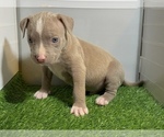 Small #9 American Bully