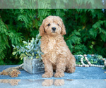 Small #2 Cavapoo