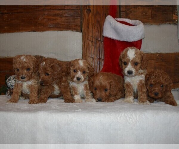 Medium Photo #2 Cavapoo-Poodle (Miniature) Mix Puppy For Sale in NEWPORT, PA, USA