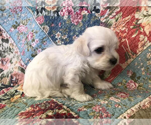 Havanese Puppy for sale in BROADWAY, VA, USA
