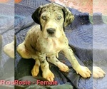 Small Photo #9 Great Dane Puppy For Sale in JACKSONVILLE, IL, USA