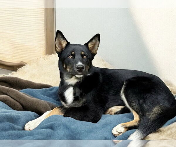 Medium Photo #4 Australian Shepherd Puppy For Sale in Menifee, CA, USA