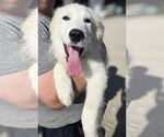 Small #3 Great Pyrenees
