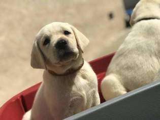 Labrador Retriever Puppy for sale in LOS ANGELES, CA, USA