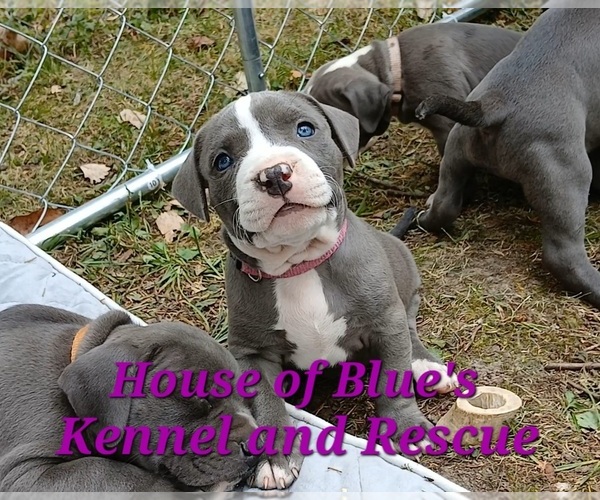Medium Photo #2 American Pit Bull Terrier Puppy For Sale in DELAWARE, OH, USA
