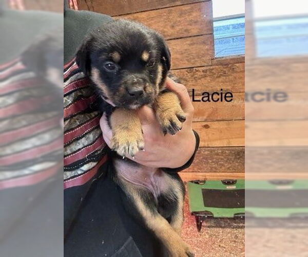 Medium Photo #4 Mutt Puppy For Sale in Mooresville, NC, USA