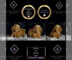 Puppy Fresno AKC Poodle (Toy)
