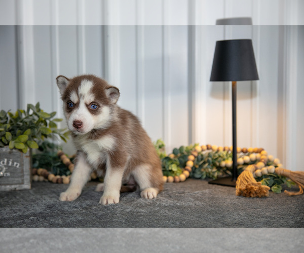 Medium Photo #2 Siberian Husky Puppy For Sale in SHREVE, OH, USA
