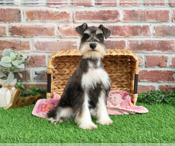 Medium Photo #4 Schnauzer (Miniature) Puppy For Sale in SYRACUSE, IN, USA