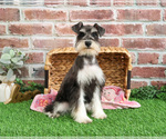 Small #3 Schnauzer (Miniature)