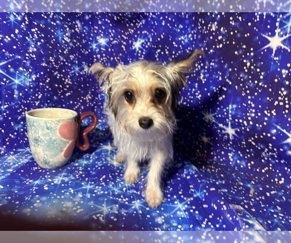 Medium Photo #7 Yorkshire Terrier Puppy For Sale in CAULFIELD, MO, USA