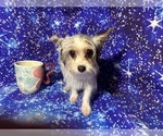 Small #6 Yorkshire Terrier