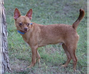Chihuahua-Unknown Mix Dogs for adoption in Cranston, RI, USA
