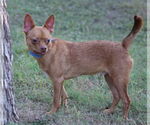 Small Chihuahua Mix