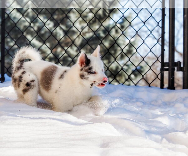Medium Photo #13 Pomsky Puppy For Sale in St. Louis Park, MN, USA