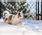 Small #12 Pomsky