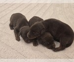 Small Photo #2 Doberman Pinscher Puppy For Sale in MONROE, NC, USA