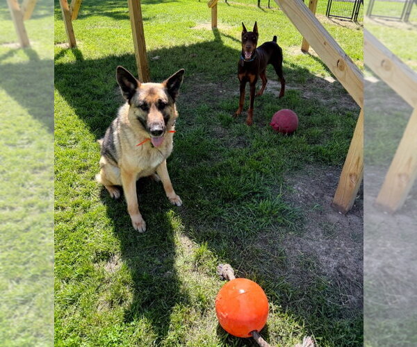 Medium Photo #16 Doberman Pinscher Puppy For Sale in Buffalo, MN, USA