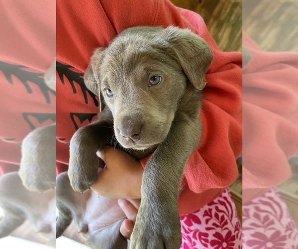 Medium Photo #5 Labrador Retriever Puppy For Sale in HADLOCK, WA, USA