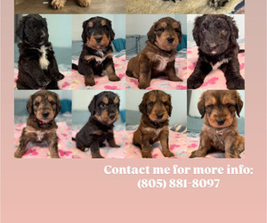 Golden Mountain Doodle Puppy for sale in VENTURA, CA, USA