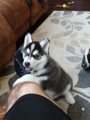 Siberian Husky Puppy for sale in SAN MARCOS, CA, USA