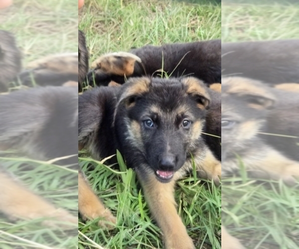 Medium Photo #2 German Shepherd Dog Puppy For Sale in INEZ, TX, USA