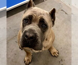 Mutt Dogs for adoption in Tavares, FL, USA