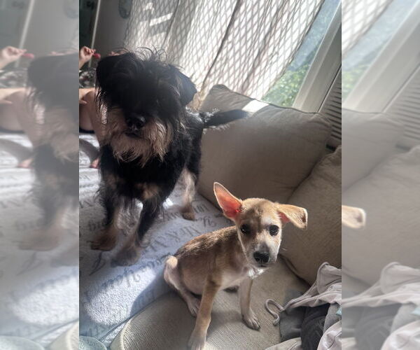 Medium Photo #5 Chihuahua-Spaniel Mix Puppy For Sale in Brewster, NY, USA