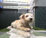 Small Mutt