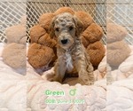 Puppy Green Goldendoodle