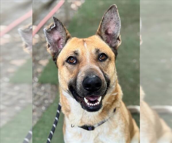 Medium Photo #4 German Shepherd Dog-Unknown Mix Puppy For Sale in Woodland, CA, USA