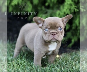 French Bulldog Puppy for sale in RONKS, PA, USA