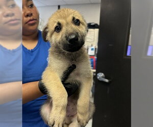 German Shepherd Dog-Unknown Mix Dogs for adoption in Stockton, CA, USA