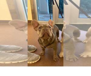 French Bulldog Puppy for sale in GOOSE CREEK, SC, USA