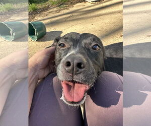 Minnie Mouse - Female Feist Terrier-Unknown Mix Dog for Adoption - Photo #2
