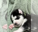 Puppy GAMORA Siberian Husky