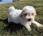 Small Photo #8 Maltipoo Puppy For Sale in FREDERICKSBURG, OH, USA