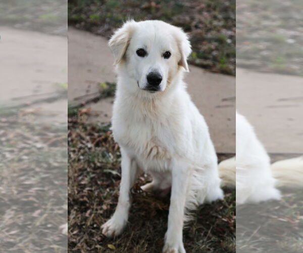 Medium Photo #4 Great Pyrenees Puppy For Sale in Dallas, TX, USA